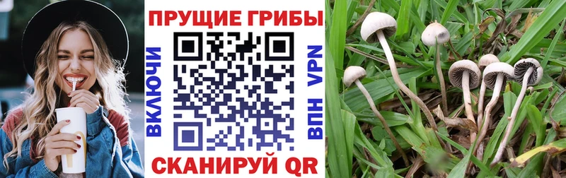 нарко площадка состав купить наркотики цена Сусуман Галлюциногенные грибы мухоморы